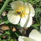 California Poppy