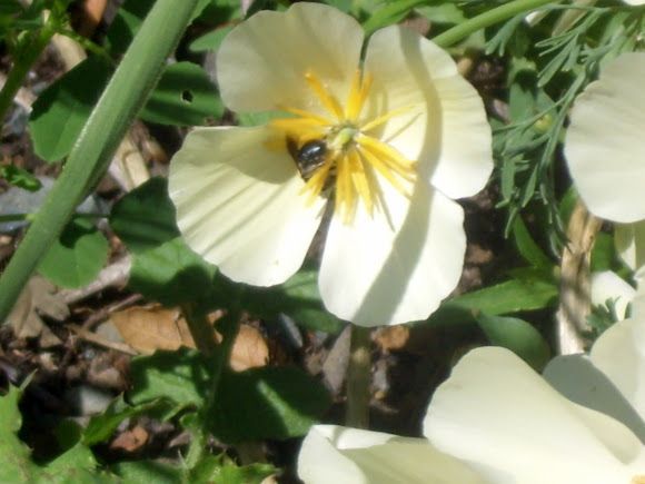 Spotting Image 1