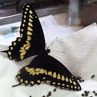 Black Swallowtail Butterfly