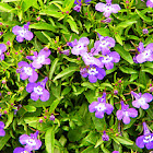 Lobelia