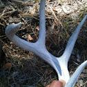Antler of a Couesi Deer