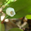 Vaccinium