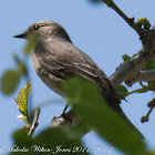 Spotted Flycatcher; Papamoscas Gris