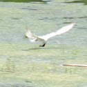 Gull-billed Tern