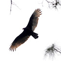 Turkey Vulture