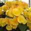 Yellow Begonia