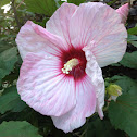 Pink hibiscus