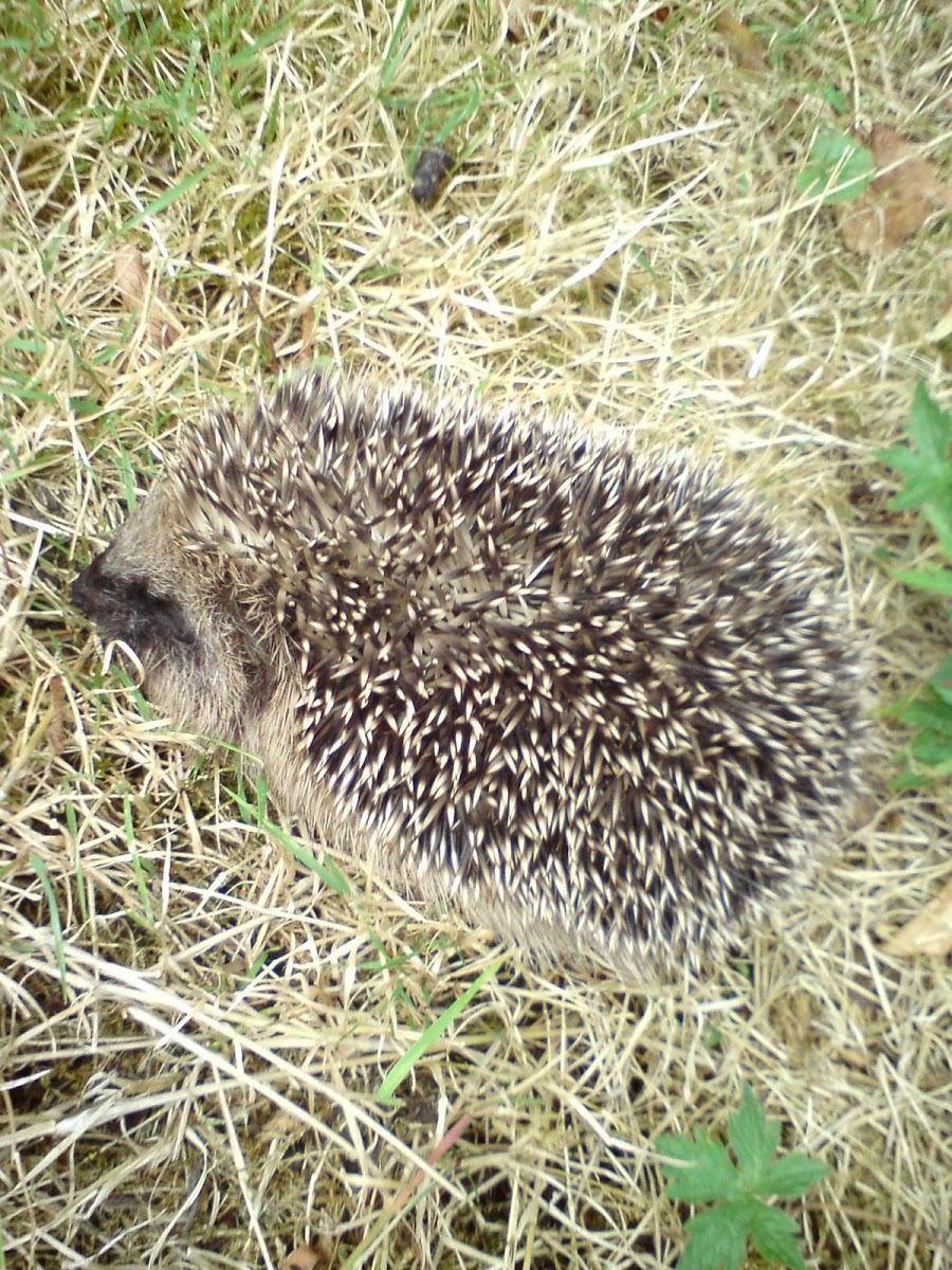 European Hedgehog