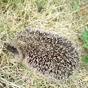 European Hedgehog