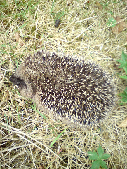 Spotting Image 1