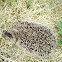 European Hedgehog