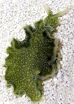 [Elysia Clarki Slug[8].jpg]