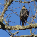 European Starling