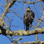 European Starling