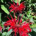 Scarlet Beebalm