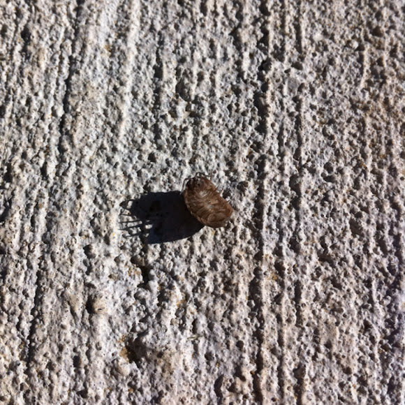 Spotting Image 1