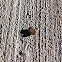 Pillbug