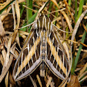 White-lined Sphinx Moth