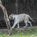 White Tiger