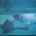 Green Sea Turtle