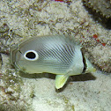 Foureye butterflyfish