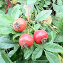 Multiflora rose