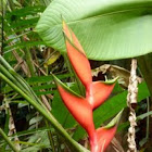 Pássaro-de-fogo (Firebird)