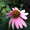 Purple cone flower