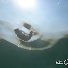 unknown fish