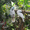 White Cockatoo
