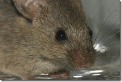 raton