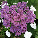Hortensia