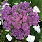 Hortensia