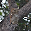 Jungle Owlet