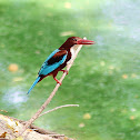 White-throated Kingfisher