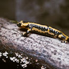 Fire Salamander