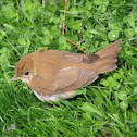 Veery