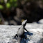 Black girdled lizard