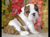 Saludables Cachorros Bulldog Ingles 