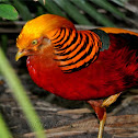 Golden Pheasant