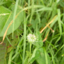 Wild Carrot