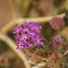 Mojave Sand Verbena
