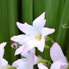 Rain Lily