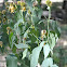 Rudbekia