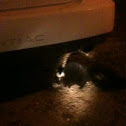 Skunk