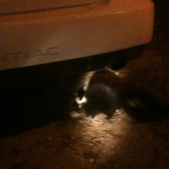 Spotting Image 1