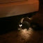 Skunk