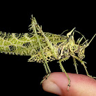 Lichen katydid