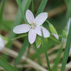 spring beauty