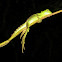 Plumed Basilisk